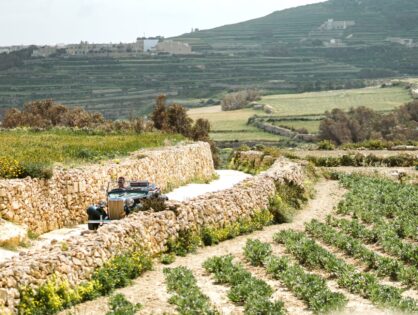 Tal-Massar Winery, il wine tasting nella natura sull’isola di Gozo